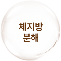체지방 분해